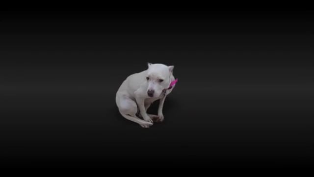 PSPCA Public Service Announcement