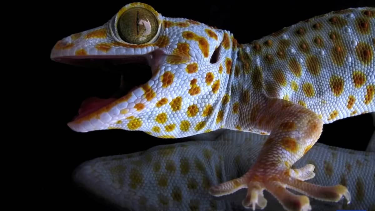 oversvømmelse dobbelt håndtering Gecko Adhesion as a Model System for Integrative Biology, Interdisciplinary  Science, and Bioinspired Engineering | Annual Review of Ecology, Evolution,  and Systematics