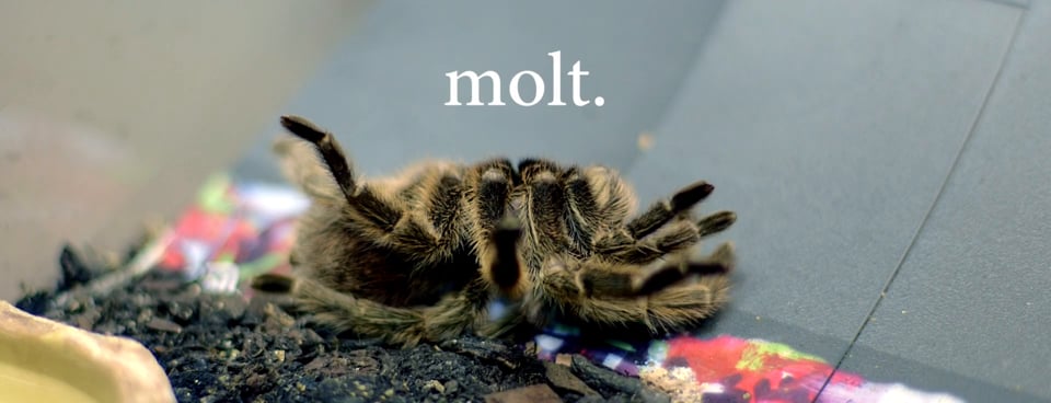 molt.