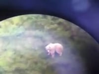 ESCLUSIVO. L’ORSO M4 FILMATO DA UN CACCIATORE
