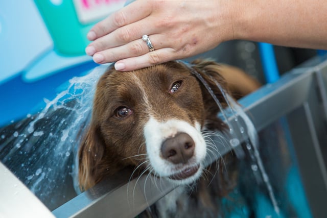 is it ok to bathe a dog with cold water