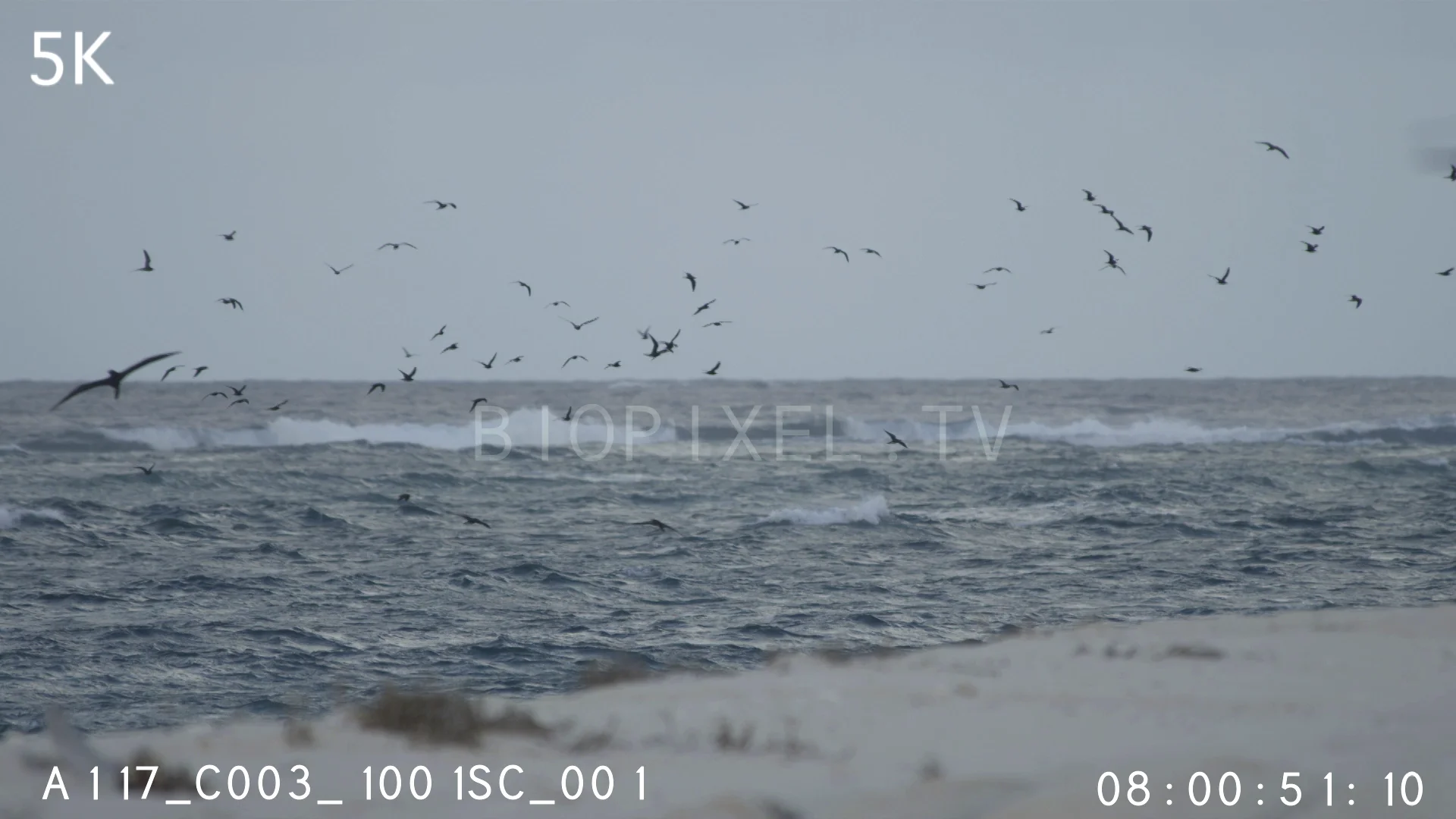 Birds Other Raine Island seabirds returning at dusk 5K on Vimeo