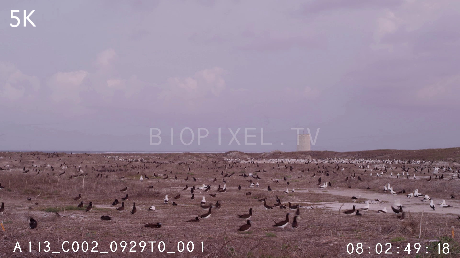 4K Bird Colony Raine Island bird colony time lapse 5K on Vimeo