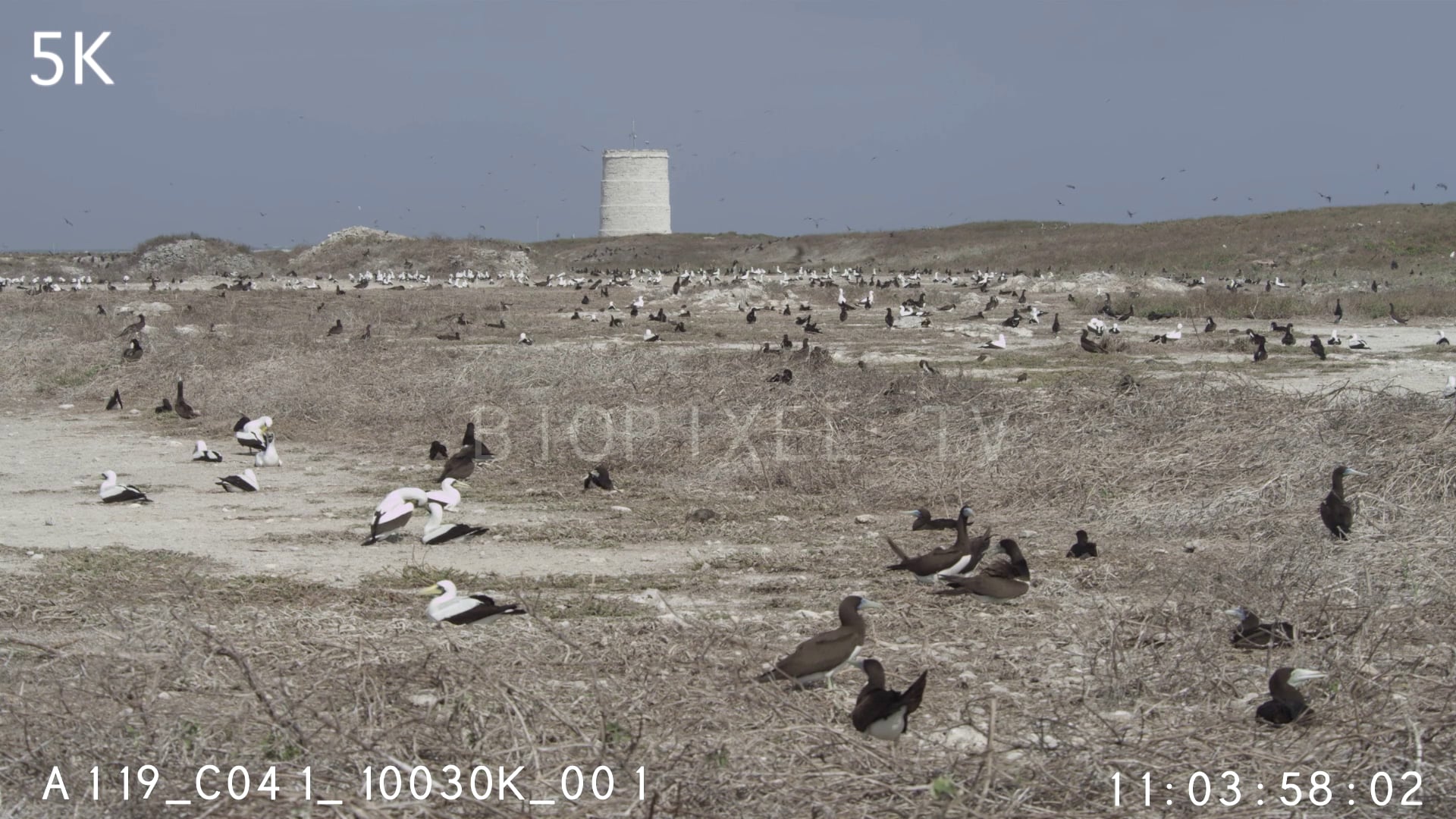 4K Bird Colony Raine Island bird colony 5K on Vimeo