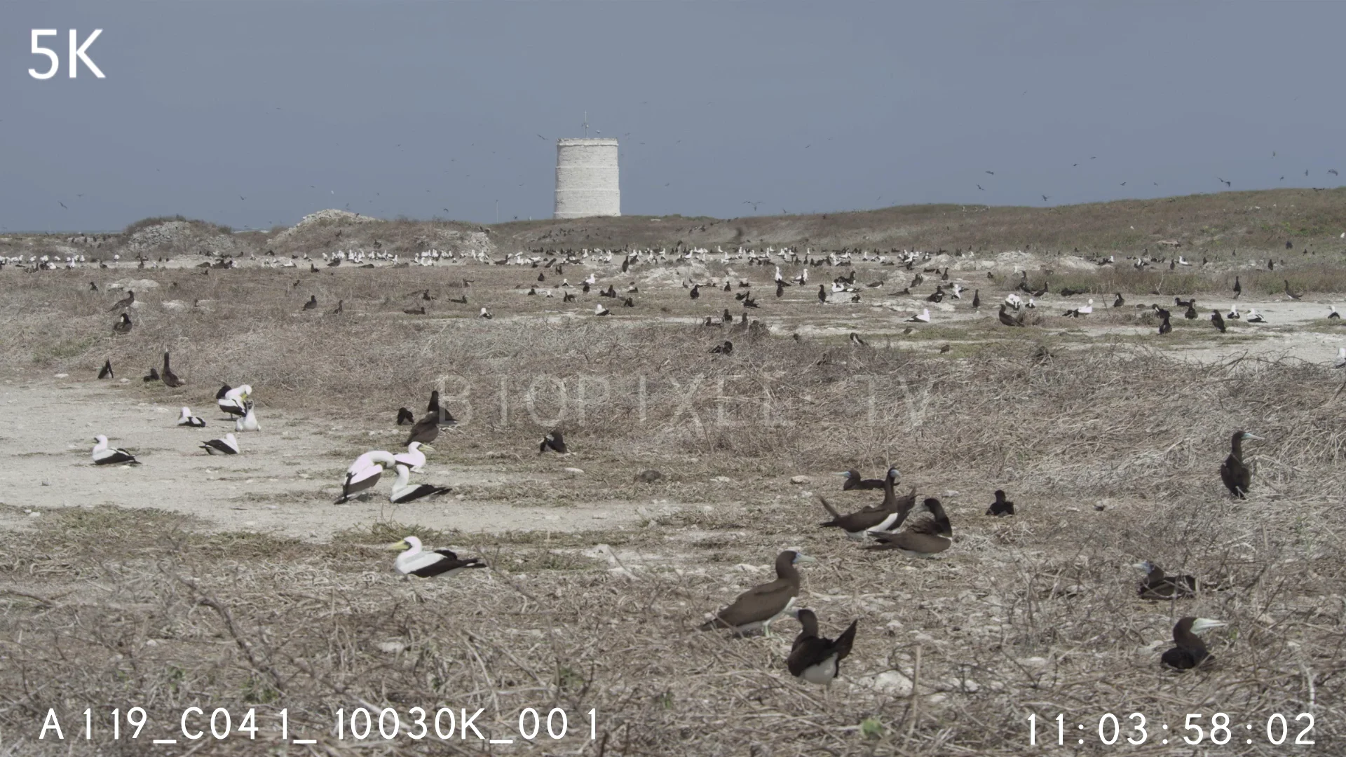 Bird Mating and Nesting - Raine Island bird colony 5K on Vimeo