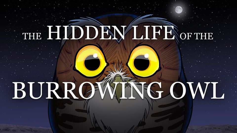 The Hidden Life of the Burrowing Owl