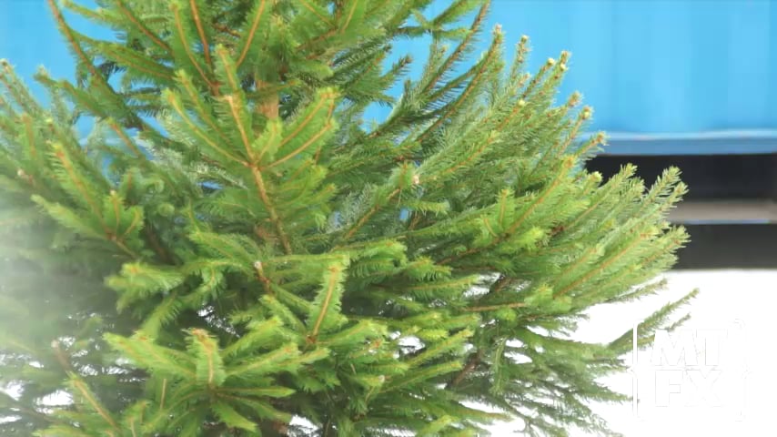 MTFX Snow Flocking Machine - Christmas Tree Flocking on Vimeo