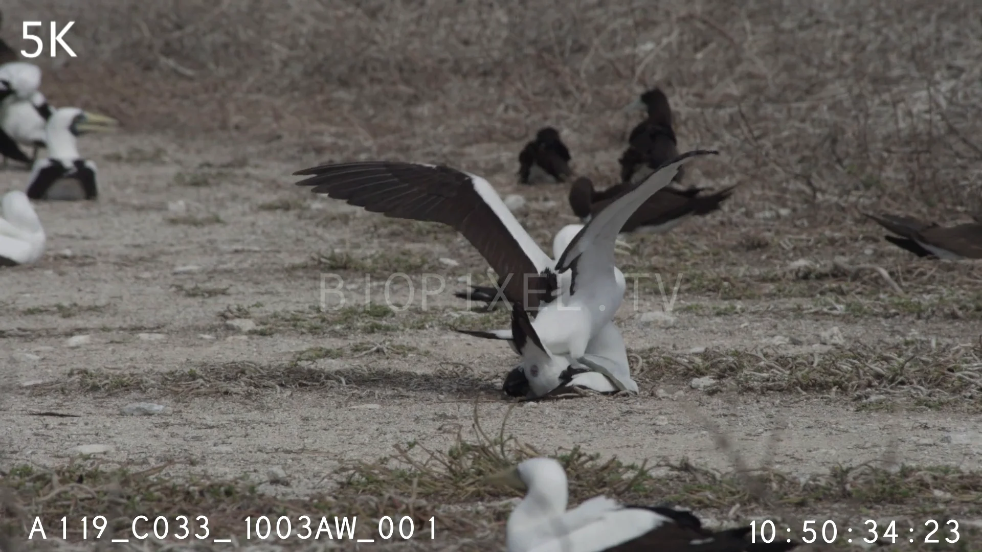 4K Reproduction Birds - Masked boobies mating 5K on Vimeo