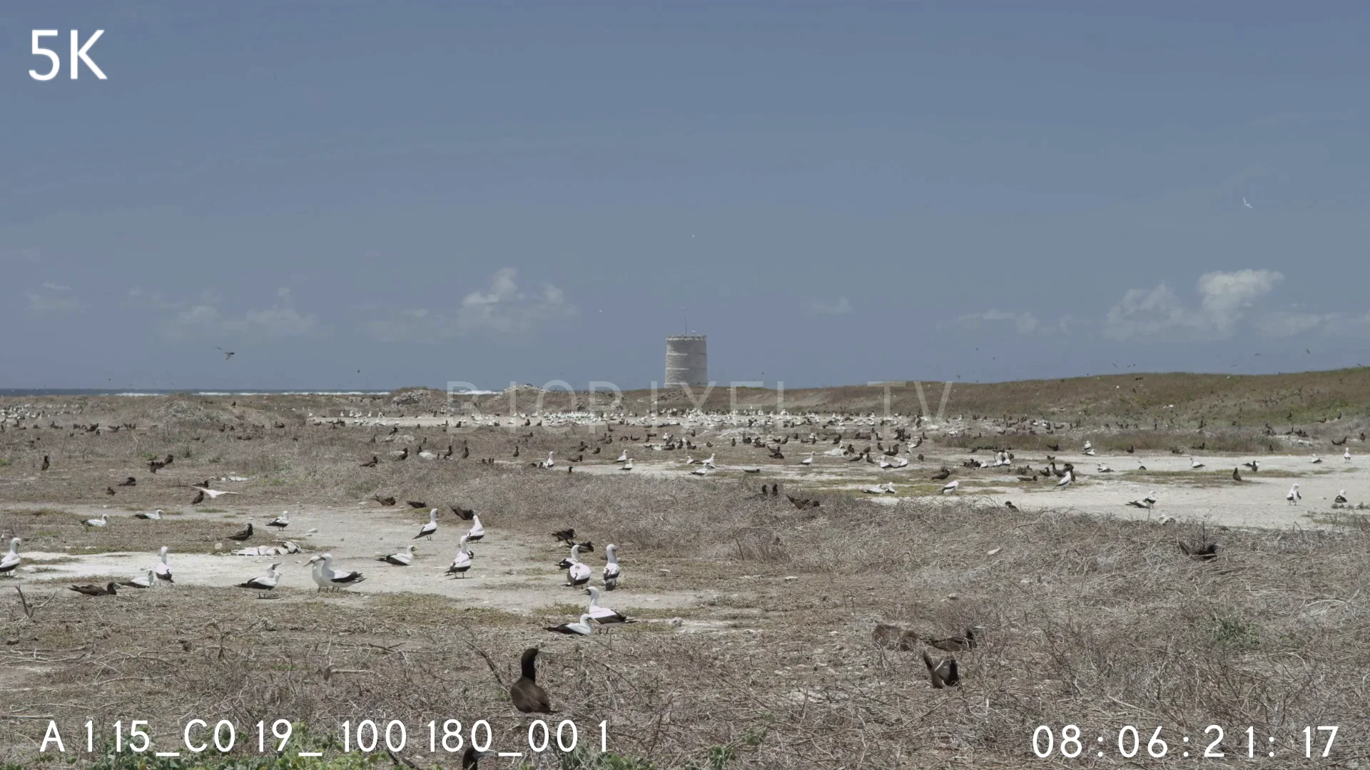 4K Raine Island Raine Island bird colony transect point dry season 5K on Vimeo