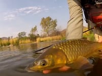 South African Yellowfish Fly Fishing