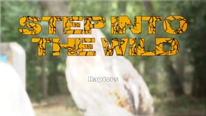 Step Into The Wild - Raptors