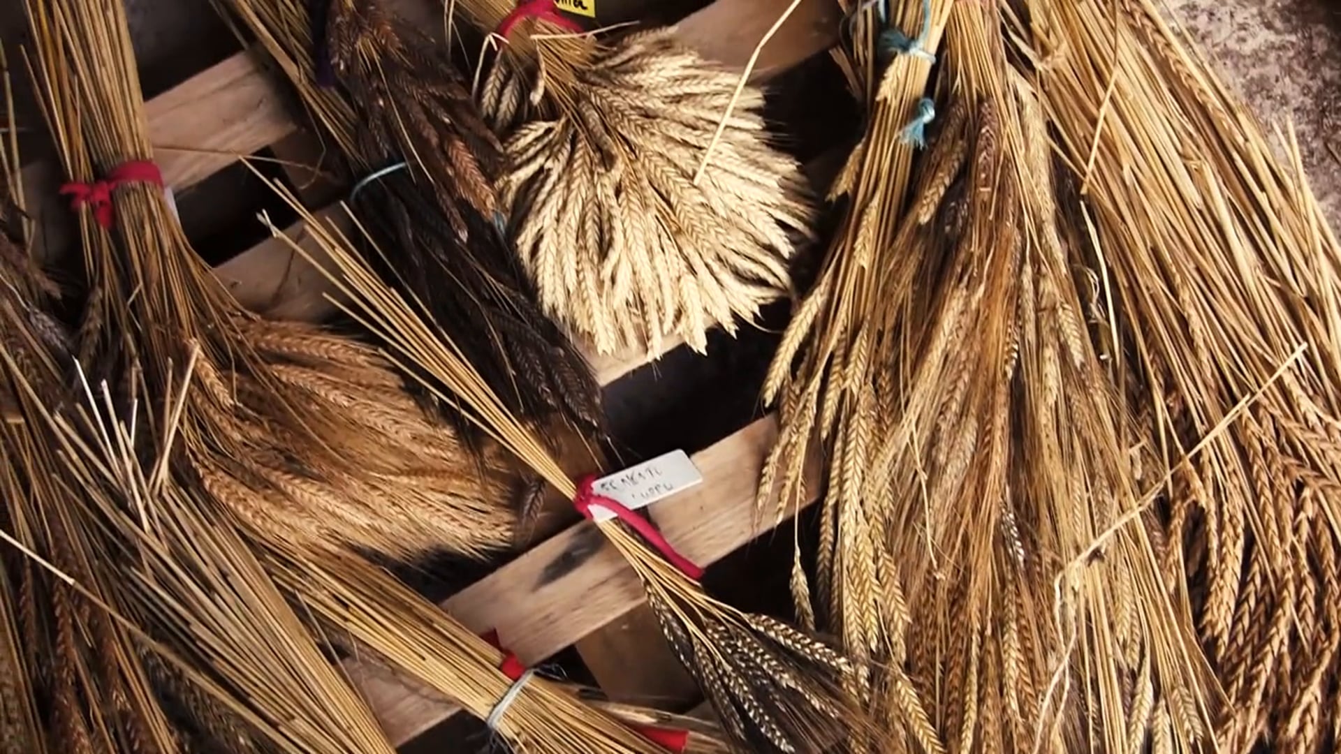SEEDversity (2014)