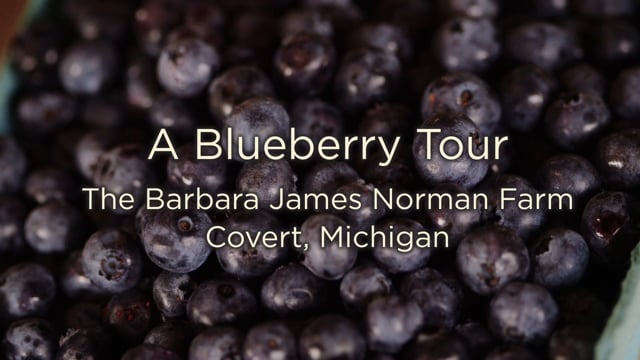 A Blueberry Tour with Cultivate Michigan