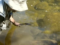 Freshwater video of Brown trout uploaded by Pierre Lainé