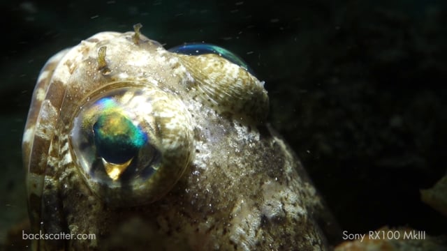RX100 Mark III Underwater Video - by Sean Boone