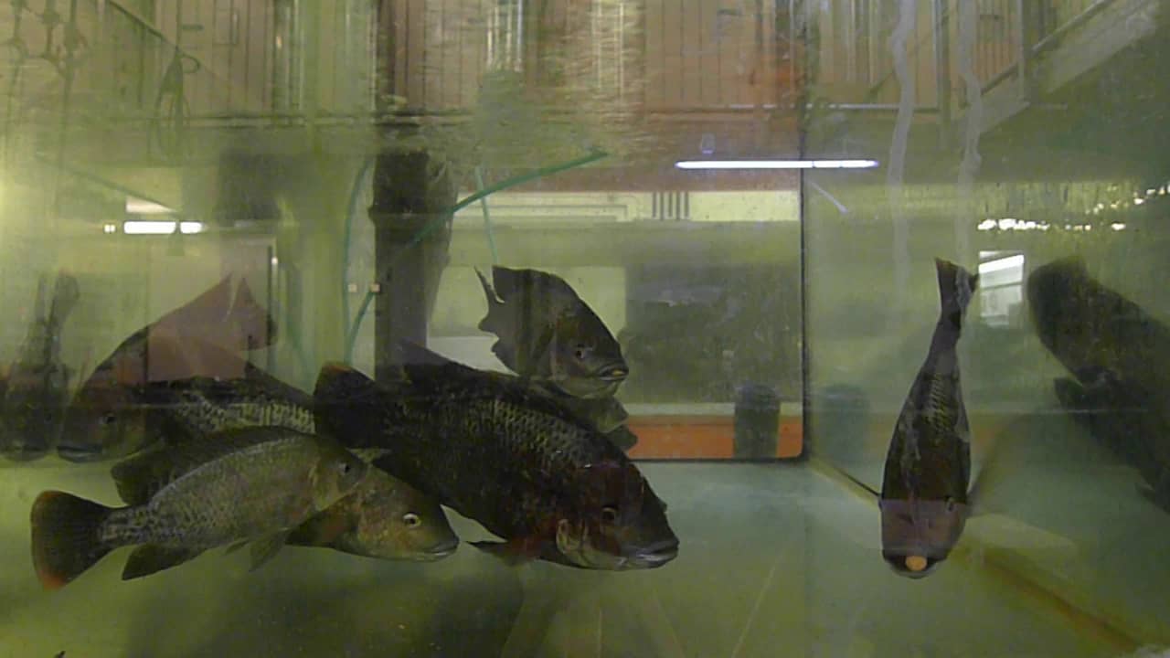 Feedingoftilapia on Vimeo