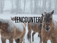 Telluride in a Word - Ep2 - Encounter