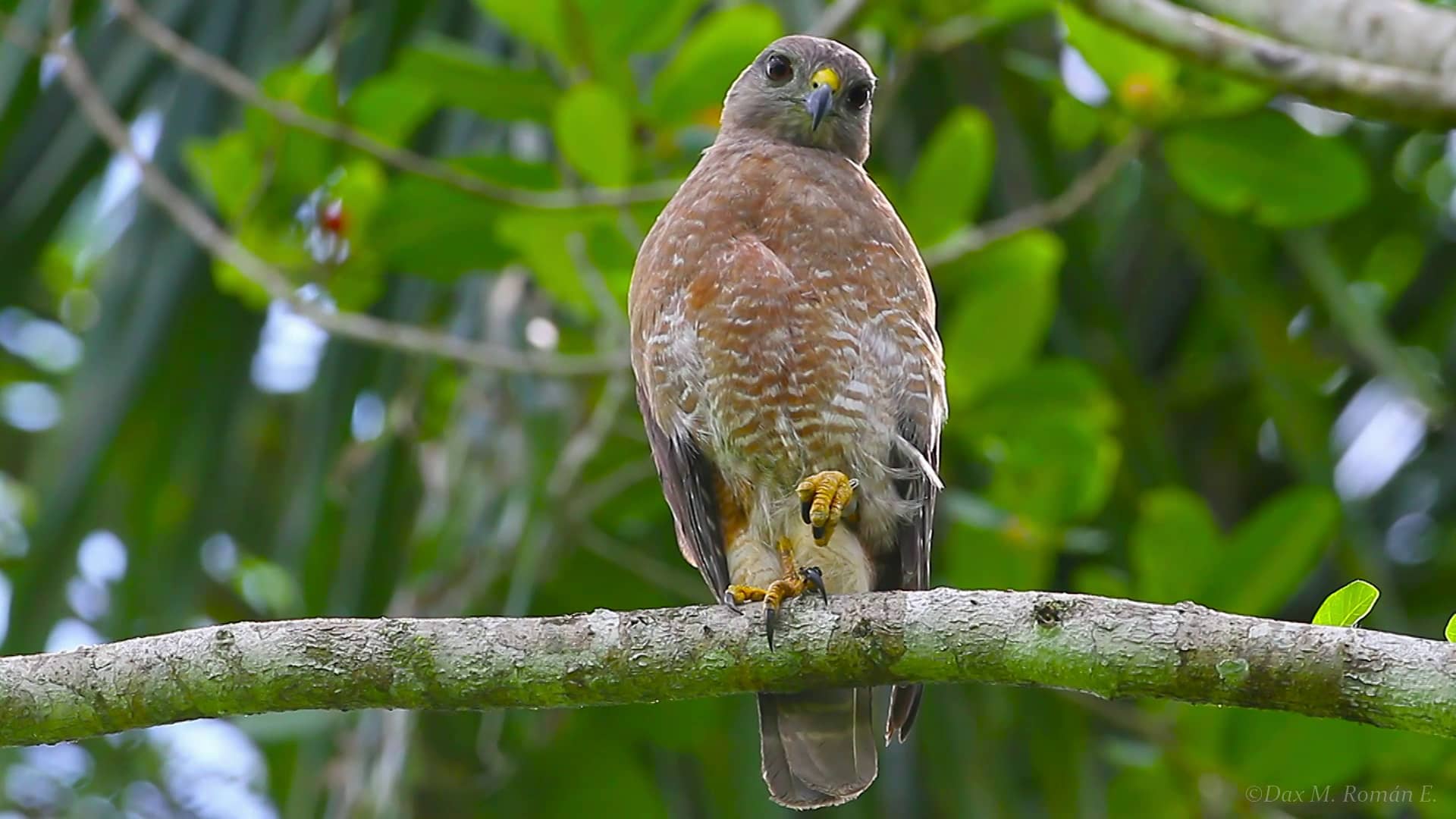 Gavilan de la Hispaniola (Buteo ridgwayi) - Ridgway's Hawk on Vimeo