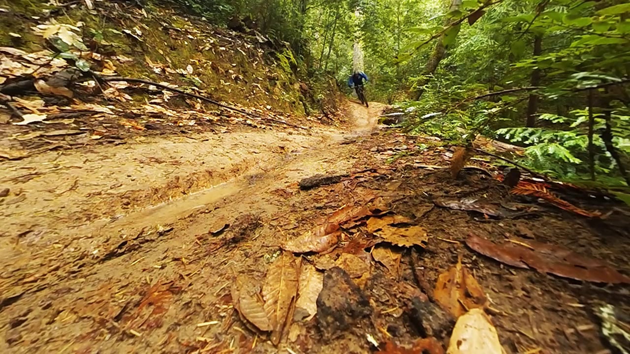 Redwood romp