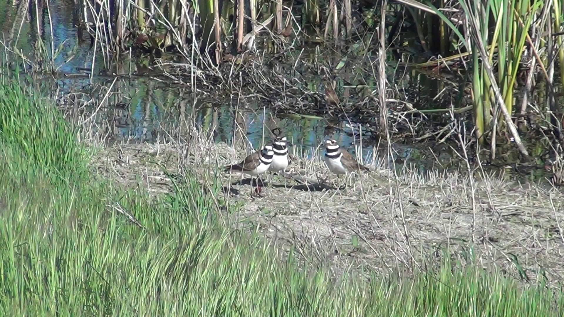 04082013 Las Gallinas Killdeer courtship on Vimeo