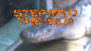 Step into the Wild - Reptiles