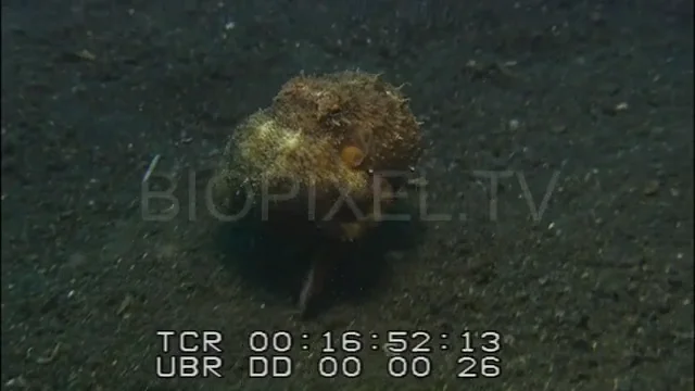 Molluscs - Shells, Nudibranchs, Nautilus, Cuttlefish, Octopus - Coconut ...