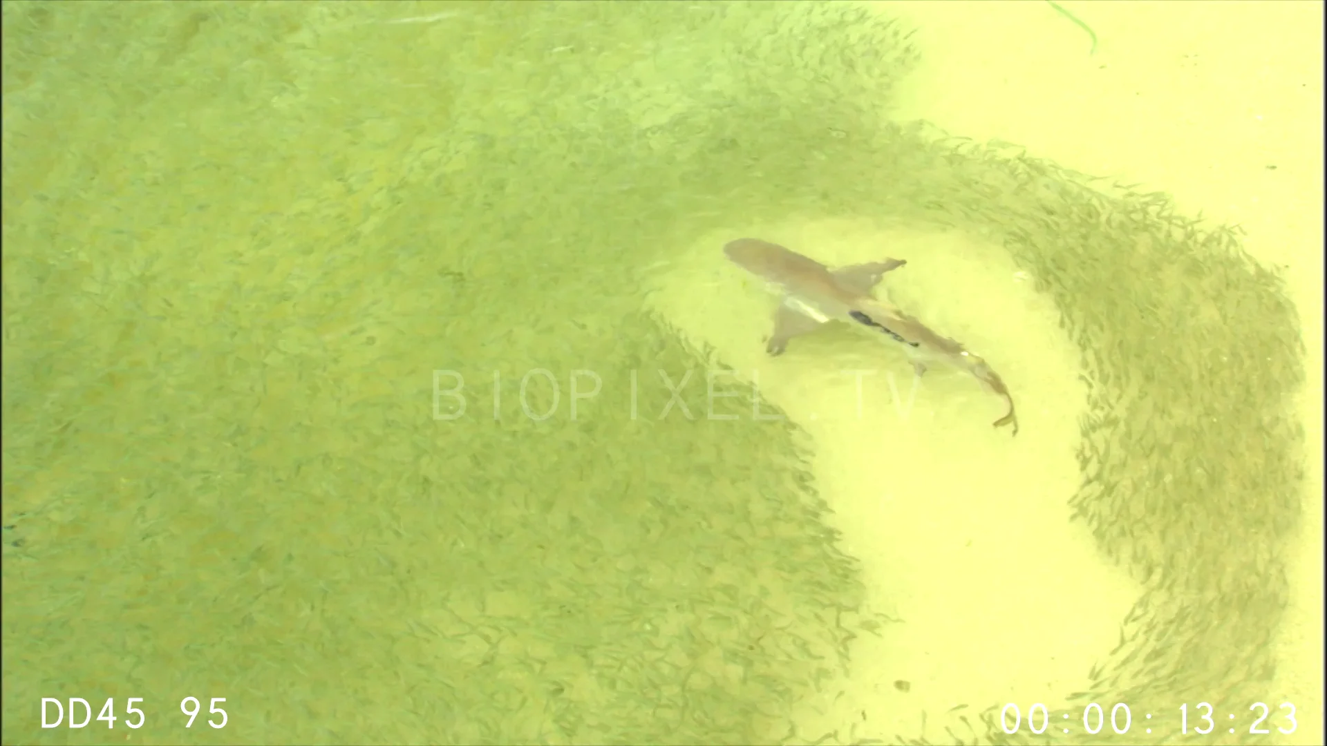 Shark Feeding - Lemon sharks hunting baitfish in shallow water 4 on Vimeo