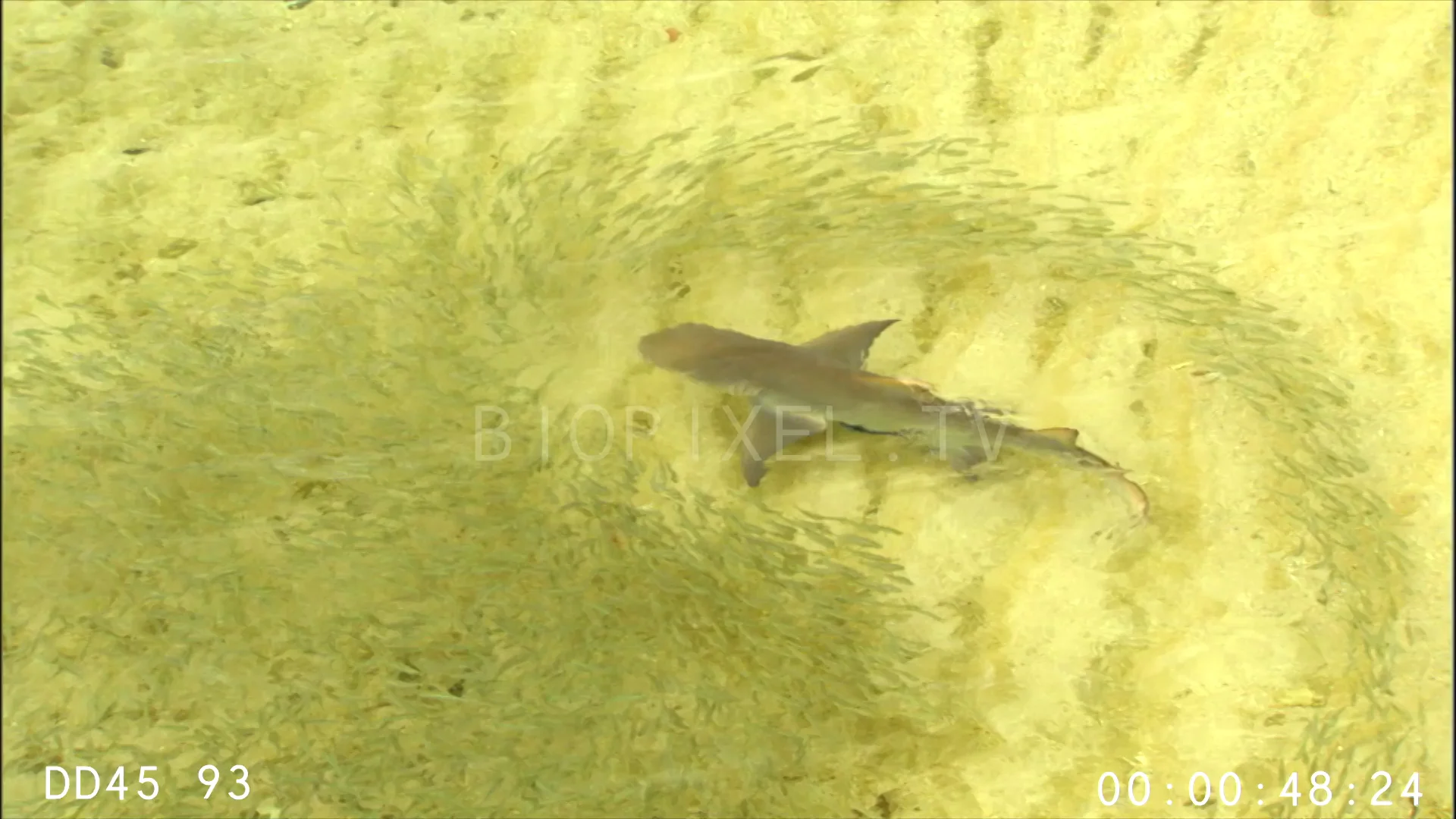 Shark Feeding Lemon sharks hunting baitfish in shallow water 2 on Vimeo