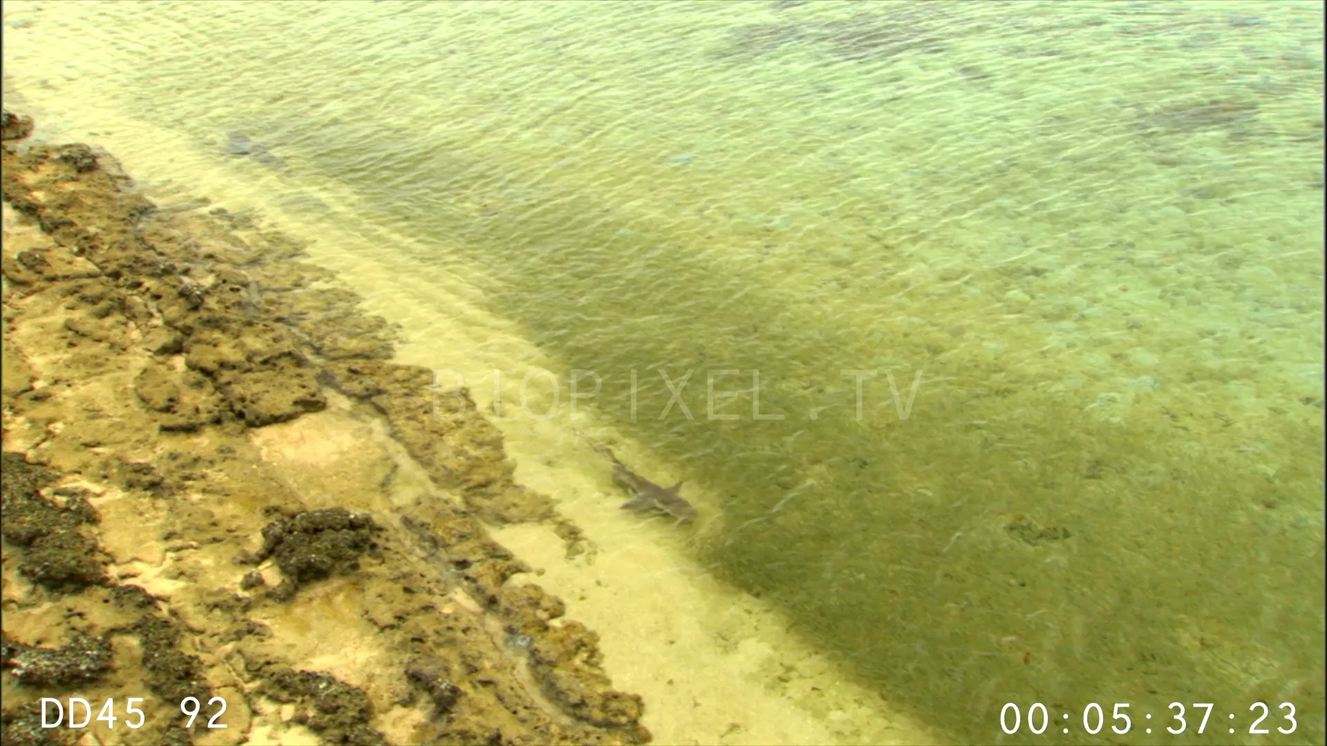Shark Feeding - Lemon sharks hunting baitfish in shallow water 1 on Vimeo