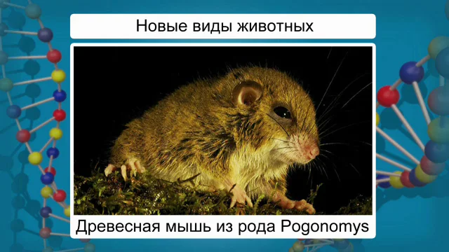 Род мышиных. Мышь род. род мышь биология. мышь какой род. как определить род грызуна.