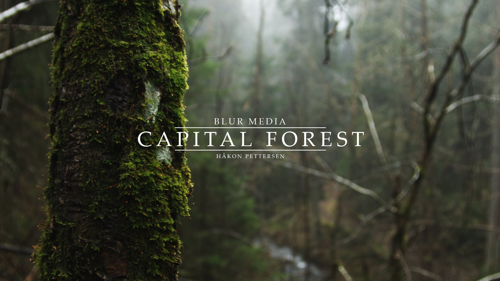 "Capital Forest"