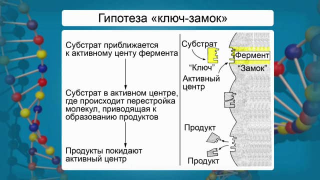 Проект ферменты биологические катализаторы