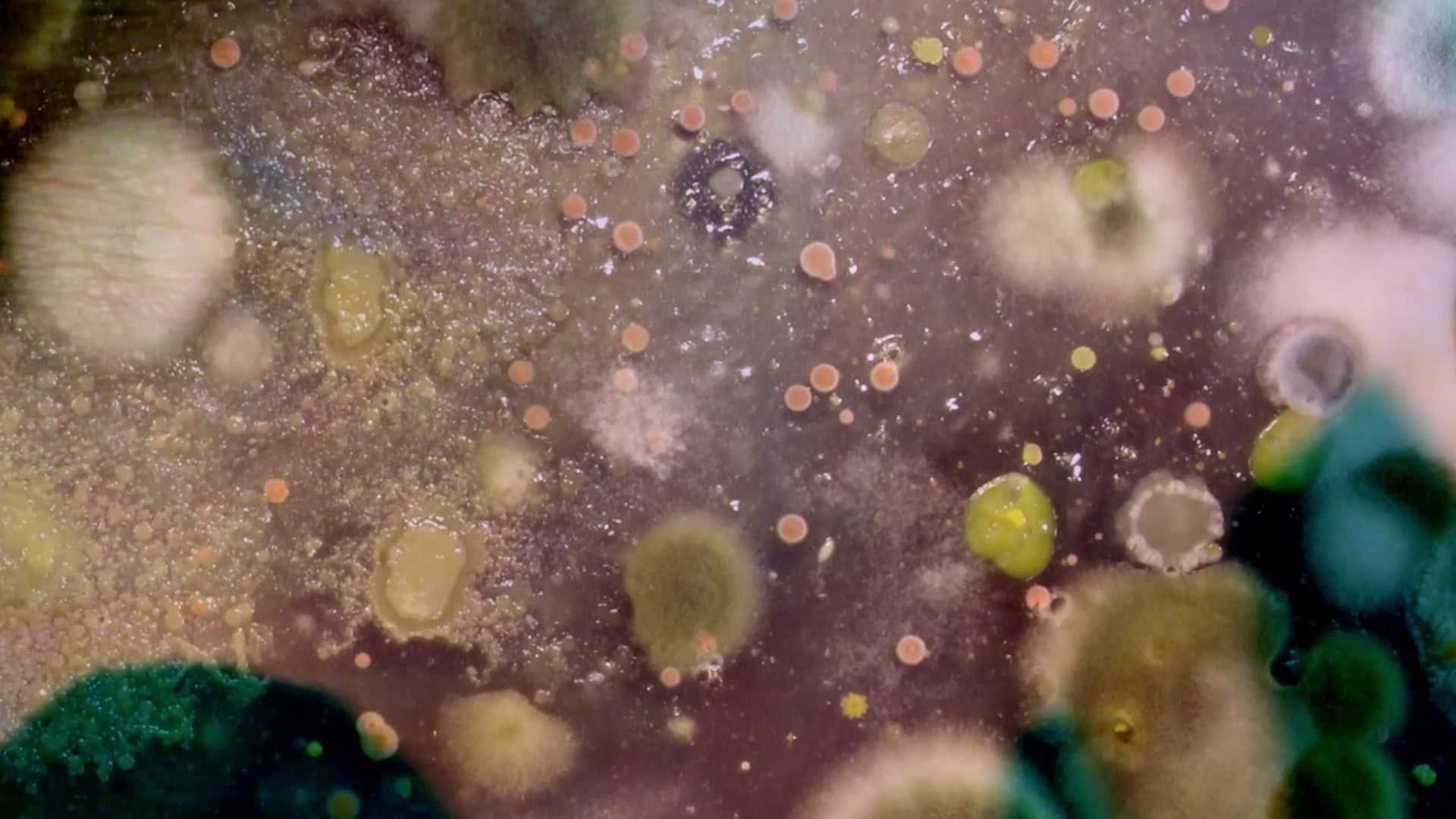Super-Organism The Living Microbiome