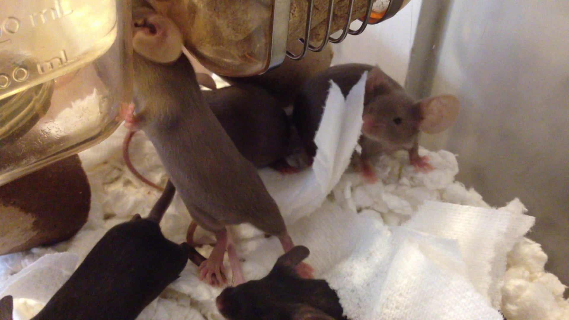 English Fancy Mice For Sale on Vimeo