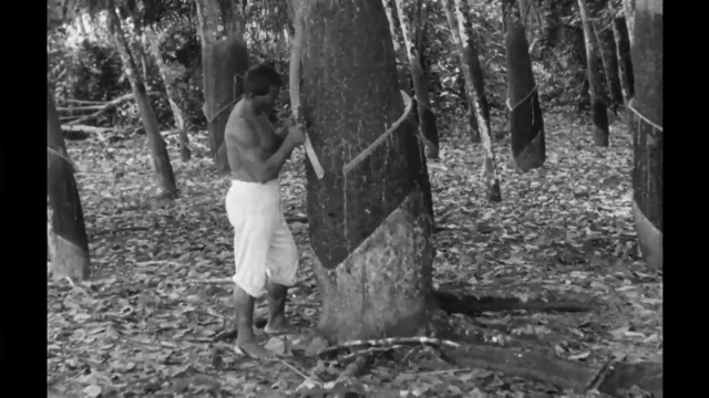 Seringueiro, rubber tree tapper