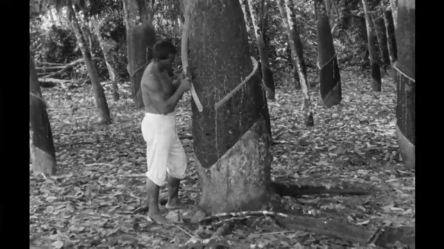 Seringueiro, rubber tree tapper