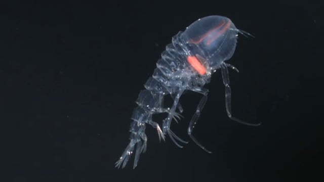 Watch This Cool Transparent Deep Sea Creature Whose Eyes Take Up Its Whole Head Boing Boing