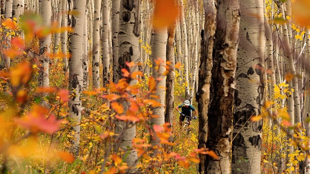 Peak Season from Yeti Cycles