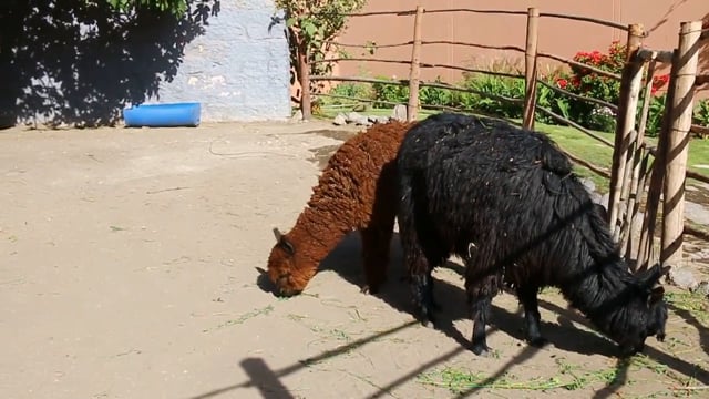 Mundo Alpaca - Learning About the Alpaca Wool Process