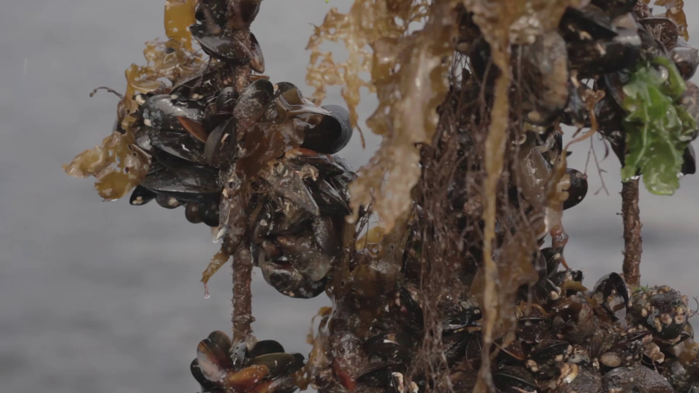 Peter Macaskill - Loch Eishort Rope Grown Mussels | Videos & Movies on ...