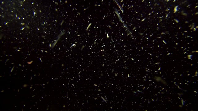 Plankton