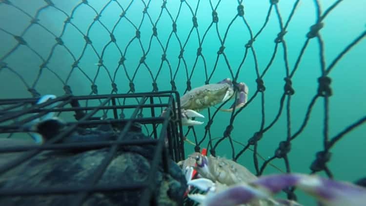 Crabbing Santa Cruz wharf