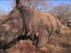 On Location: South Africa battles rhino poaching epidemic