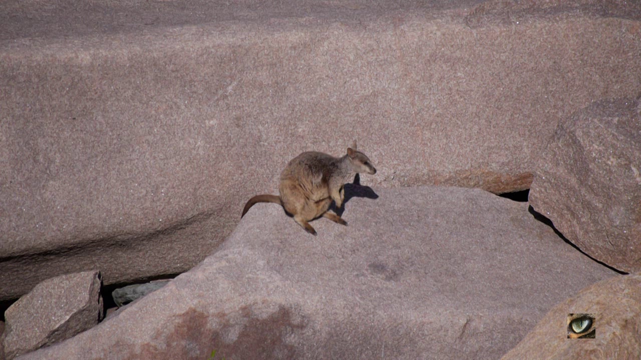 Allied Rock-wallaby (Petrogale assimilis) (Macropodidae Kangaroo, Wallaby) on Vimeo