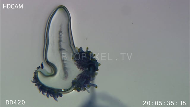 Blue bottle - Portuguese man of war