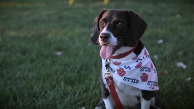 Buffalo Bills dog jerseys, Collars and Leashes