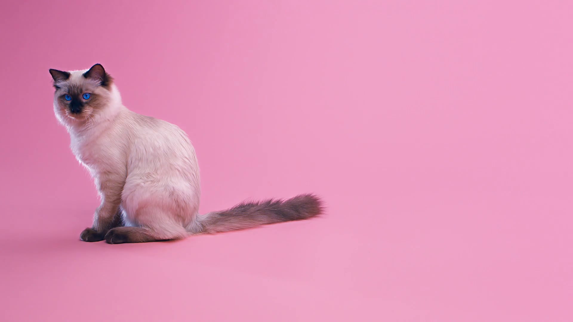 Bad Kitty