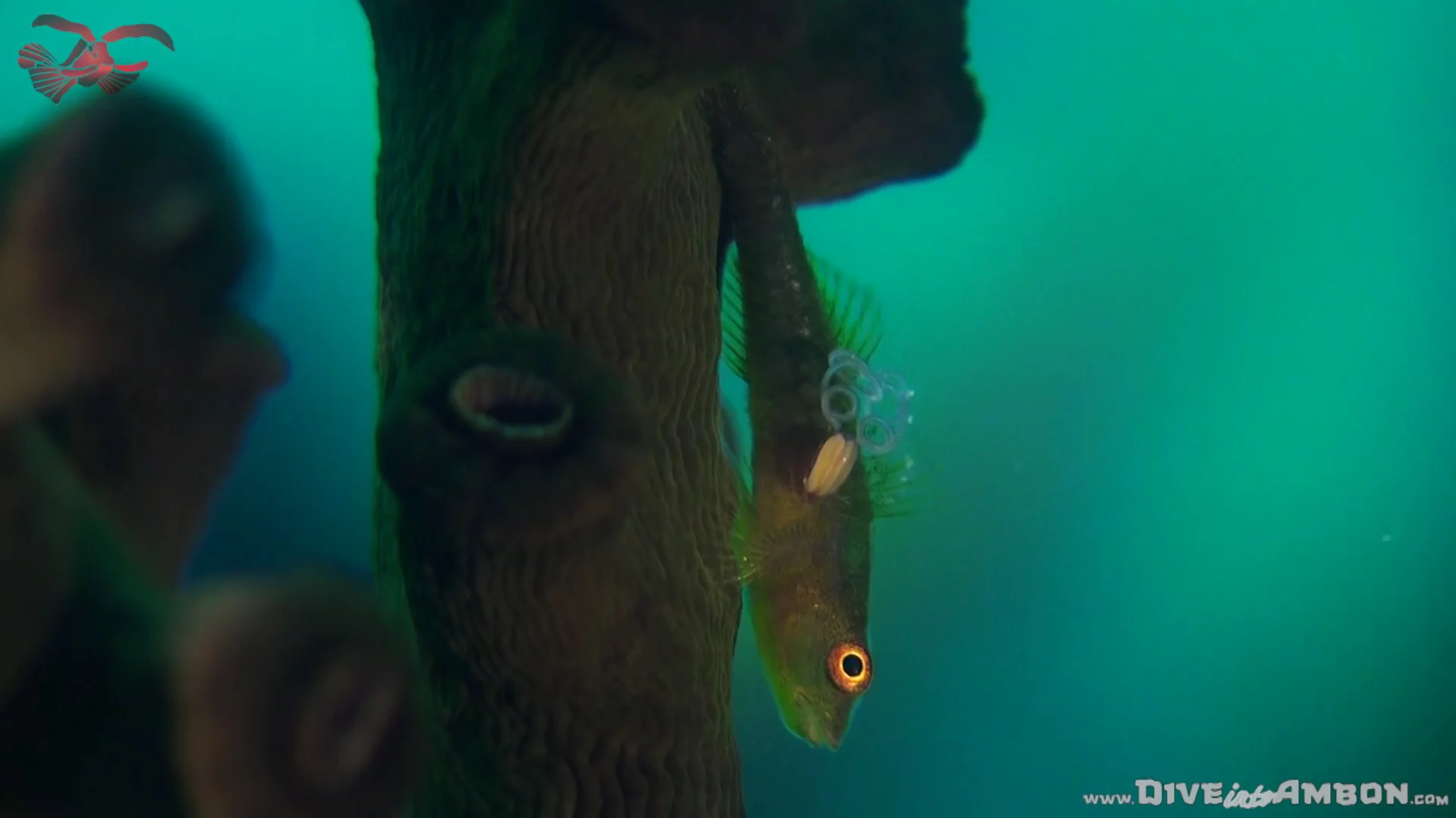 Flamboyant Cuttlefish - Amazing Feeding Action on Vimeo