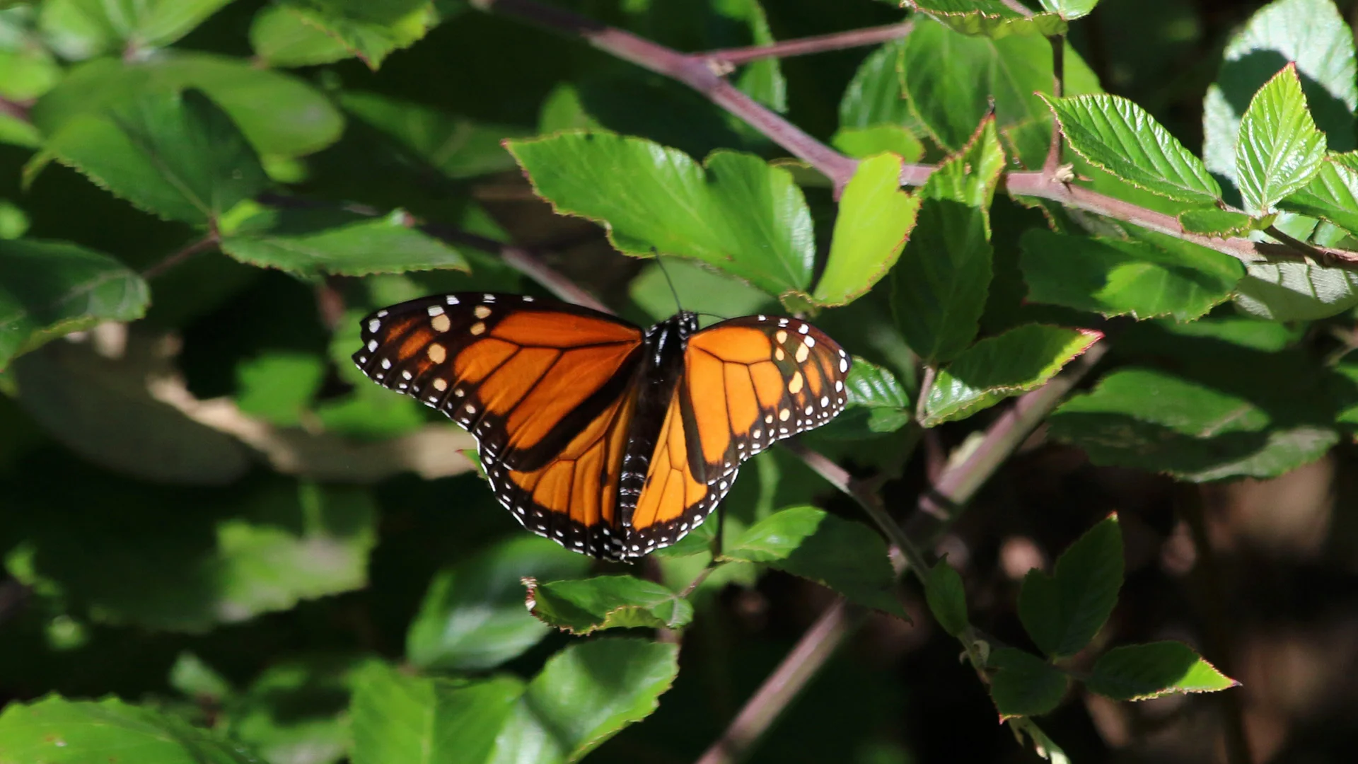 Travel for Kids Monarch Butterflies Santa Cruz