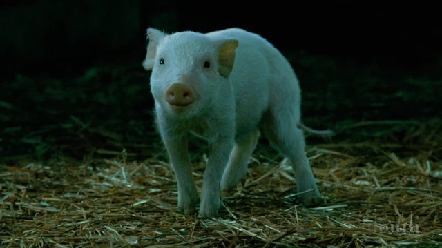 Charlottes Web Wilbur Crying